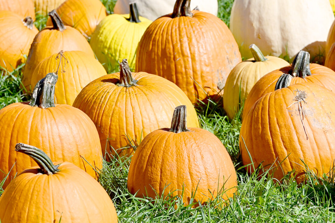 Pumped up Dry growing season spurs pumpkin farmers to rely on